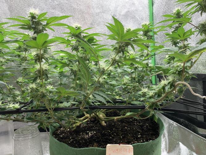 Jelly Donutz fem. Week 12 - 22/11