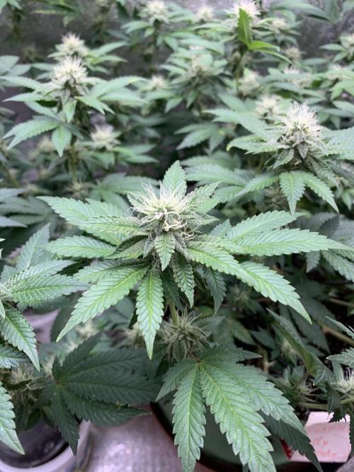 Jelly Donutz fem. Week 12 - 22/11