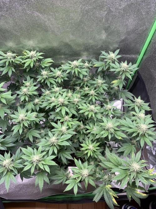 Jelly Donutz fem. Week 12 - 23/11