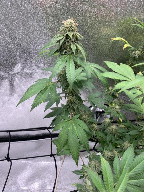 Jelly Donutz fem. Week 14 - 6/12