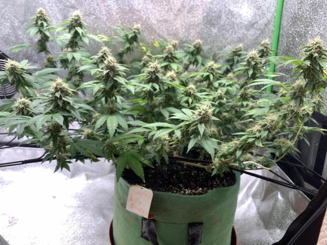 Jelly Donutz fem. Week 14 - 6/12