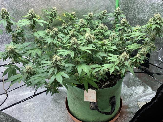 Jelly Donutz fem. Week 14 - 6/12