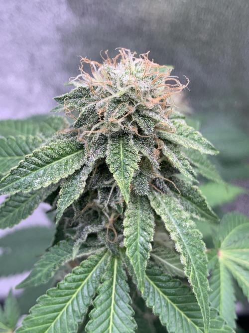 Jelly Donutz fem. Week 14 - 6/12