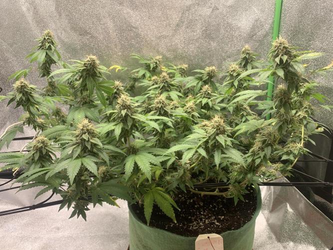 Jelly Donutz fem. Week 14 - 8/12