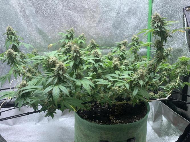 Jelly Donutz clone. Week 15 - 13/12