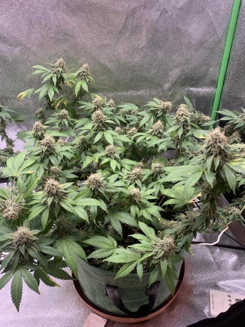 Jelly Donutz clone. Week 15 - 13/12