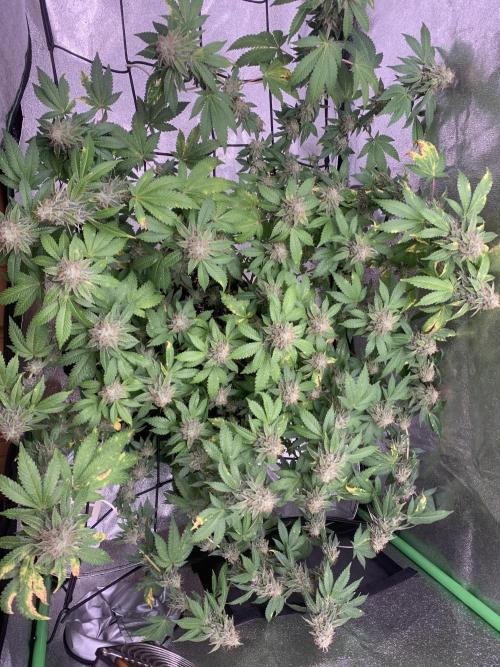 Jelly Donutz clone. Week 15 - 13/12