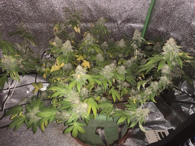 Jelly Donutz clone. Week 16 - 20/11-56day