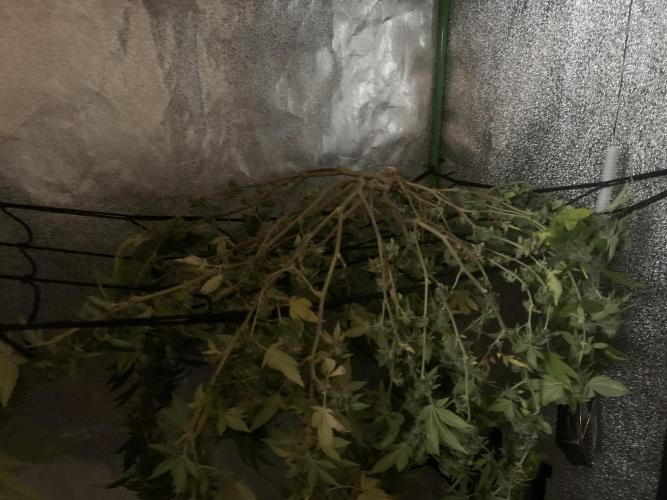 Jelly Donutz clone. Week 16