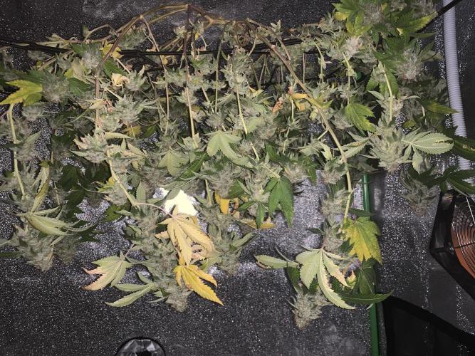 Jelly Donutz clone. Week 16