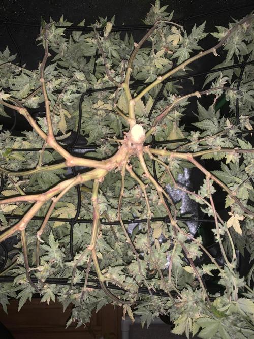 Jelly Donutz clone. Week 16