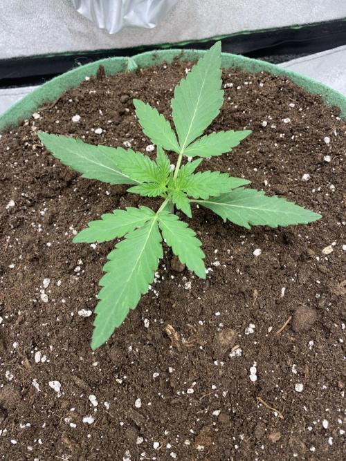 3 BEARS OG. Week 2 - 15/2/26