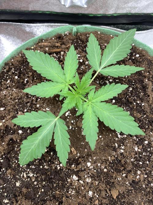 3 BEARS OG. Week 2 - 17/2/26