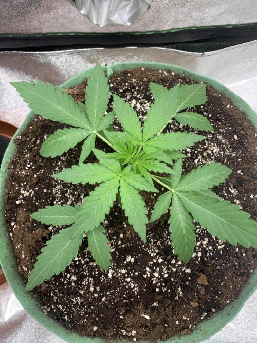 3 BEARS OG. Week 2 - 19/2/26