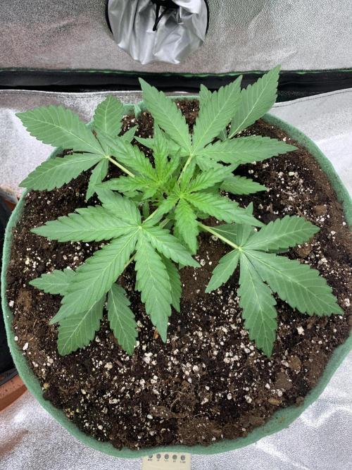 3 BEARS OG. Week 3 - 20/2/26