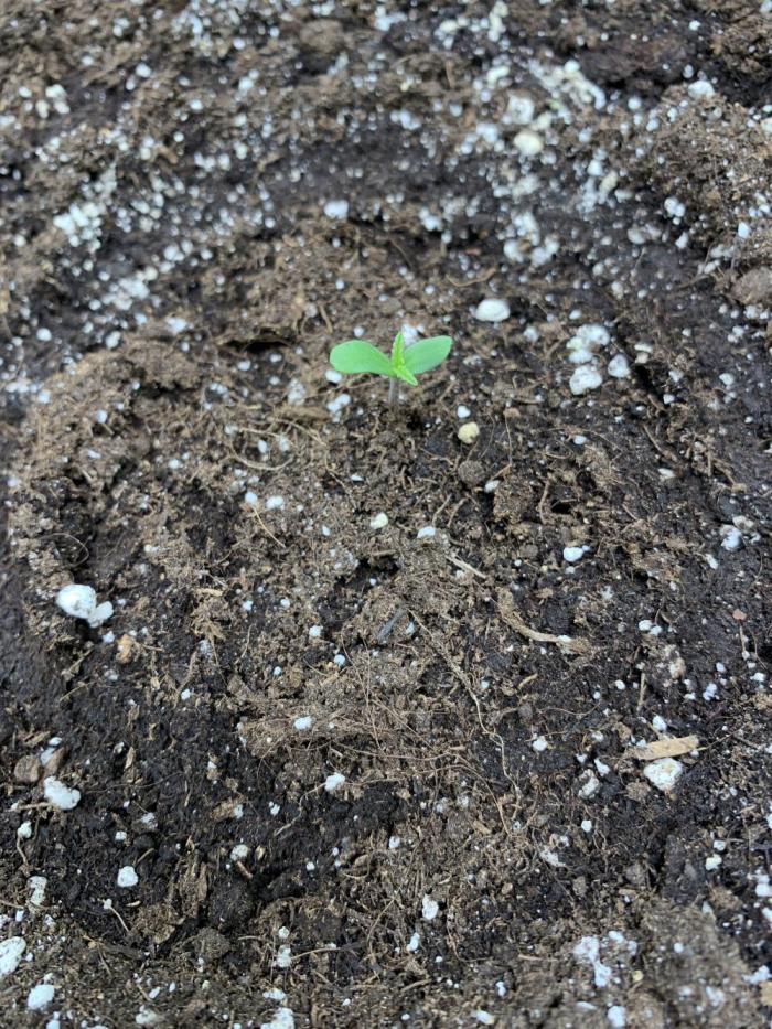 BIG DEVIL#2. Week 1 - 20/2/26