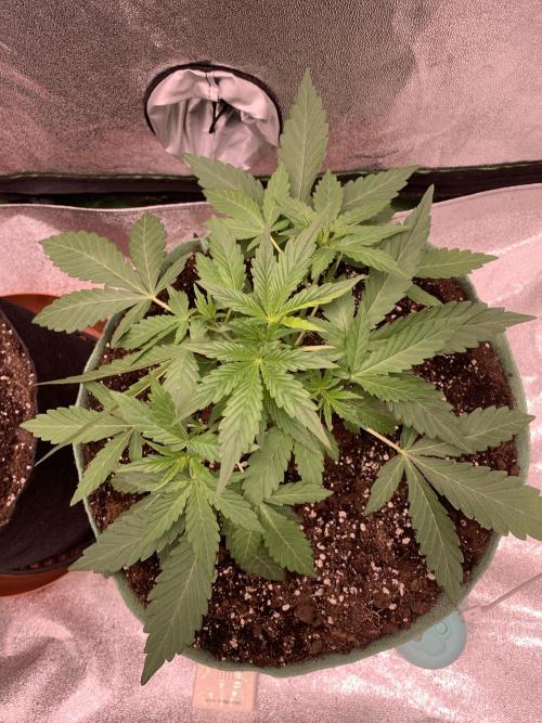 3 BEARS OG. Week 3 - 22/2/26