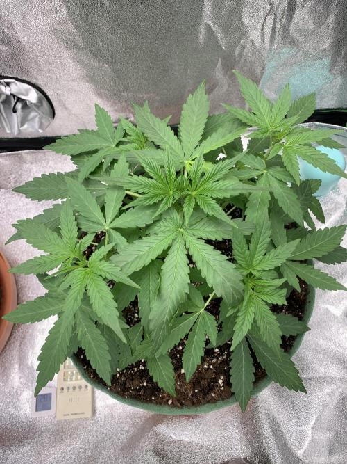 3 BEARS OG. Week 3 - 24/2/26