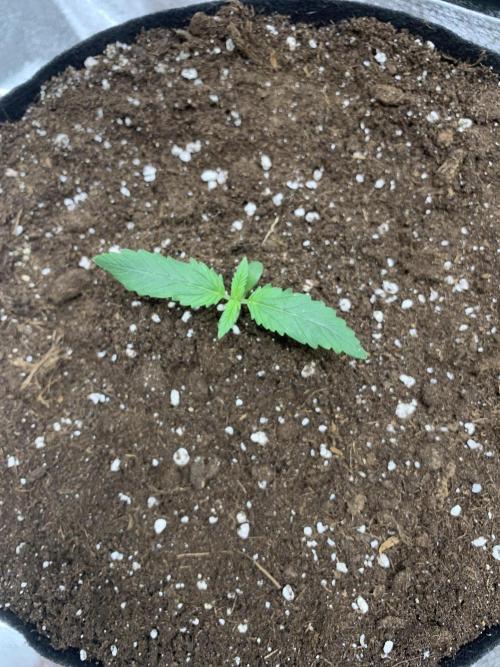 BIG DEVIL#2. Week 1 - 25/2/26