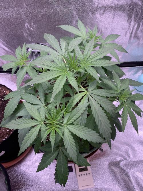 3 BEARS OG. Week 3 - 26/2/26