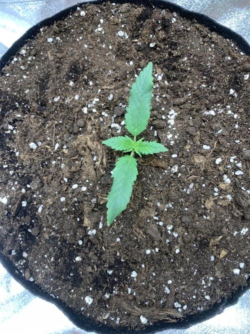 BIG DEVIL#2. Week 2 - 26/2/26