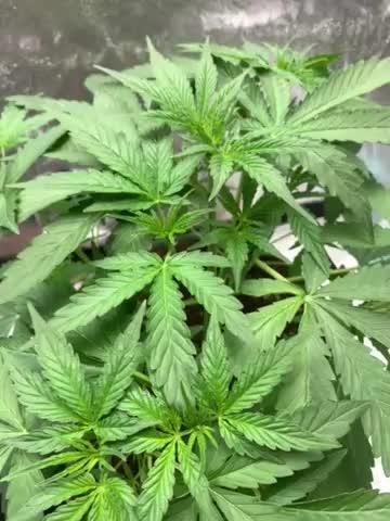 3 BEARS OG