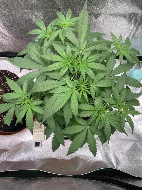 3 BEARS OG. Week 4 - 28/2/26