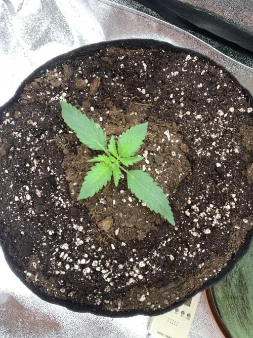 BIG DEVIL#2. Week 2 - 28/2/26
