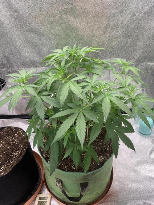3 BEARS OG. Week 4 - 1/3/26