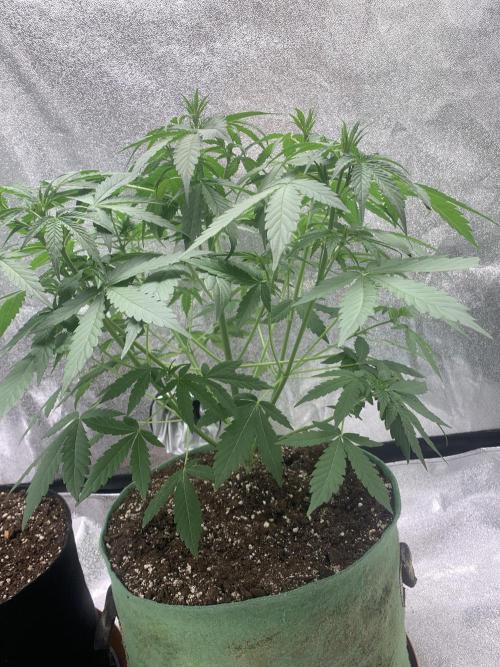 3 BEARS OG. Week 4 - 2/3/26
