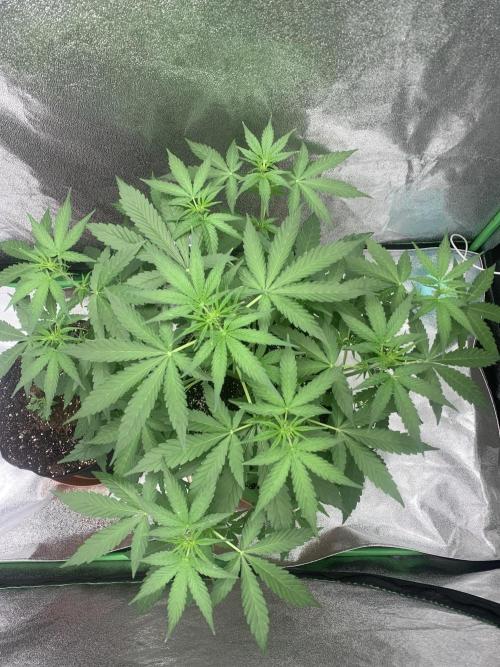 3 BEARS OG. Week 4 - 3/3/26