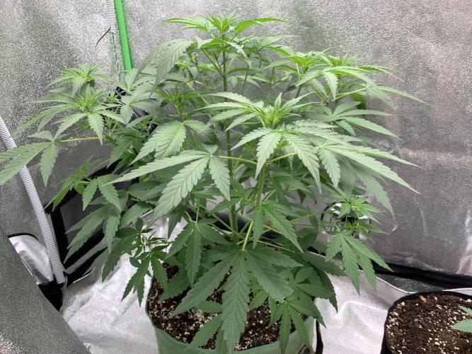 3 BEARS OG. Week 4 - 4/3/26