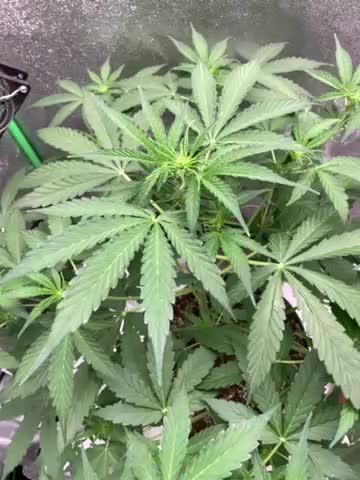3 BEARS OG