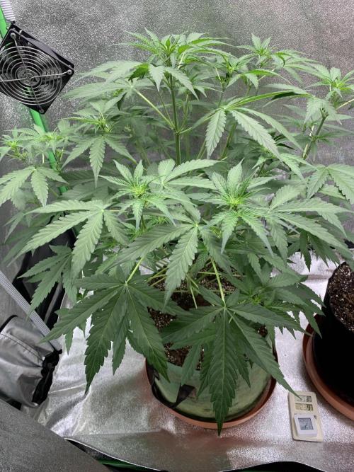 3 BEARS OG. Week 5 - 6/3/26