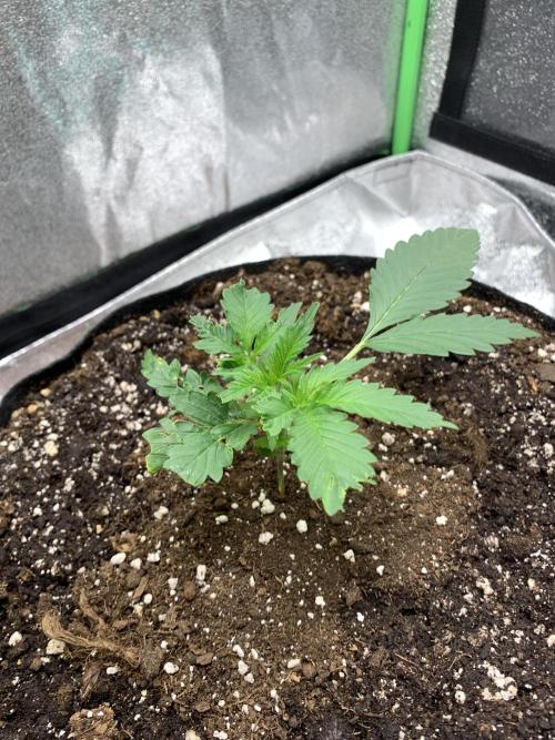 BIG DEVIL#2. Week 3 - 6/3/26
