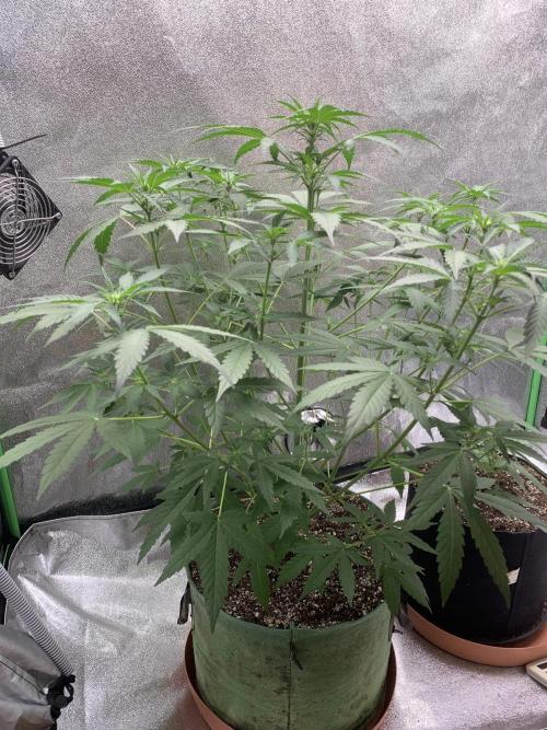 3 BEARS OG. Week 5 - 8/3/26