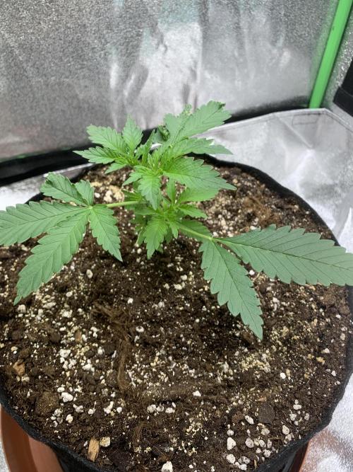 BIG DEVIL#2. Week 3 - 8/3/26