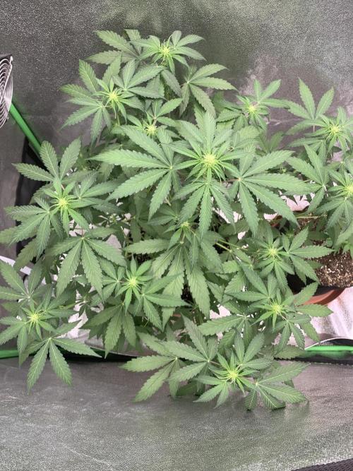 3 BEARS OG. Week 5 - 9/3/26