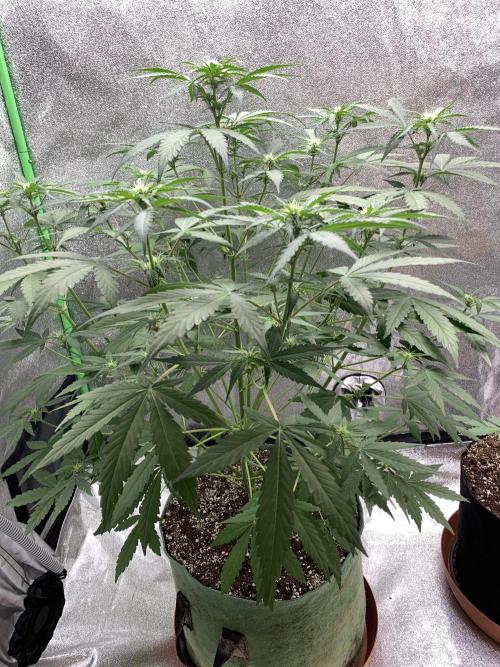 3 BEARS OG. Week 5 - 10/3/26