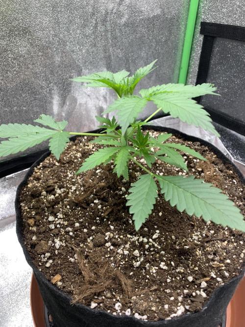 BIG DEVIL#2. Week 3 - 10/3/26
