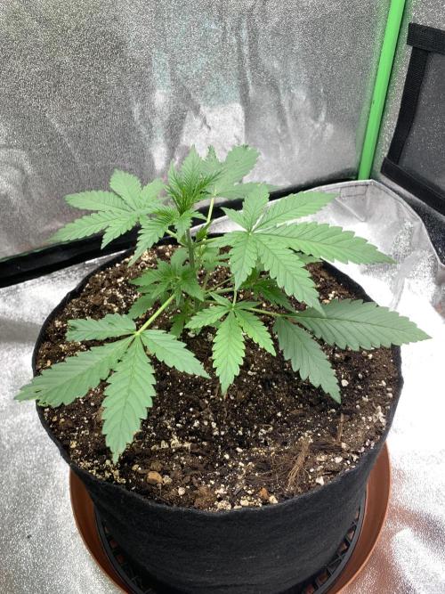 BIG DEVIL#2. Week 3 - 10/3/26