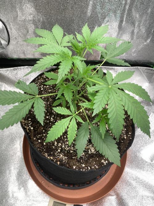 BIG DEVIL#2. Week 4 - 12/3/26