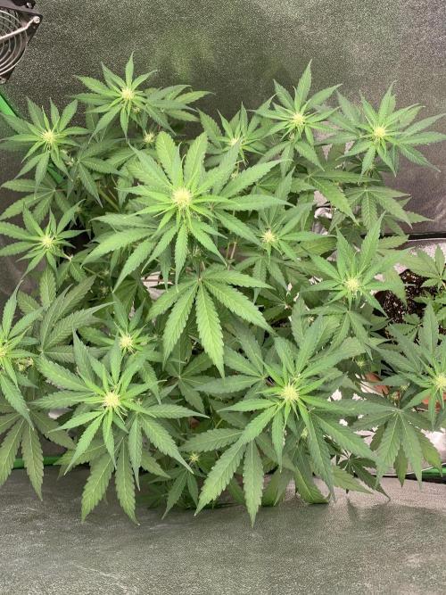 3 BEARS OG. Week 5 - 12/3/26