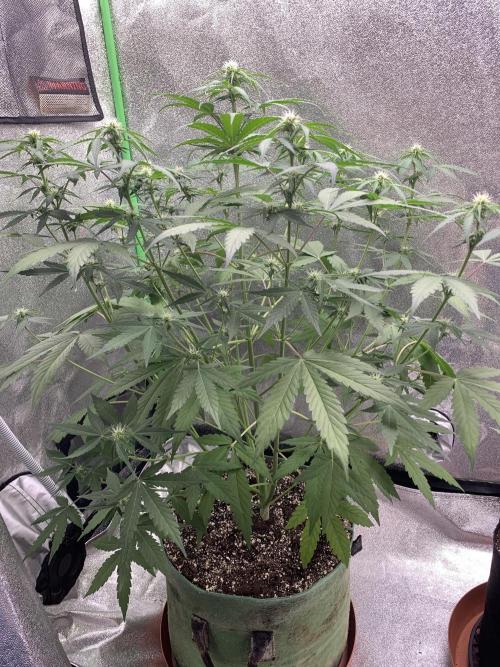 3 BEARS OG. Week 5 - 123/26