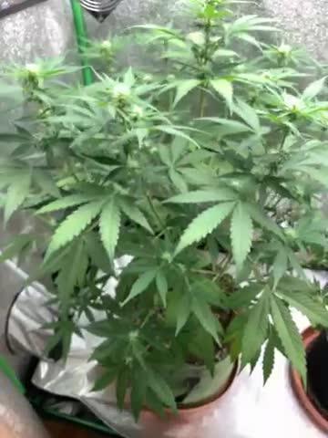 3 BEARS OG