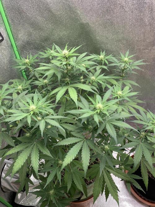 3 BEARS OG. Week 6 - 13/3/26
