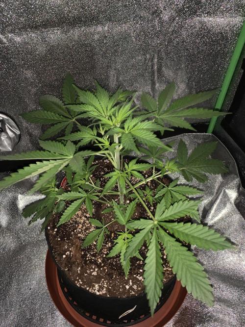 BIG DEVIL#2. Week 4 - 14/3/26