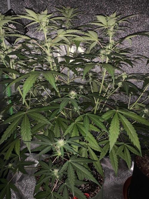 3 BEARS OG. Week 6 - 15/3/26