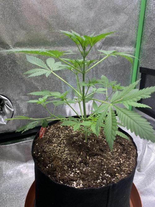 BIG DEVIL#2. Week 4 - 15/3/26