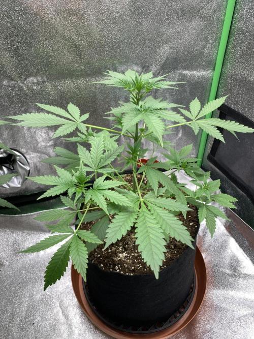 BIG DEVIL#2. Week 4 - 16/3/26